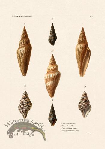 French Shell 021